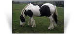 The Coal Horse